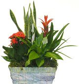 Foto Composizione di piante in cesto