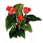 Pianta di anthurium