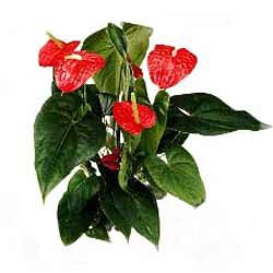 Pianta di anthurium