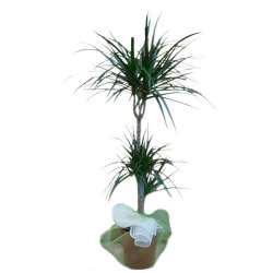 Foto Pianta di dracaena a tronchetto