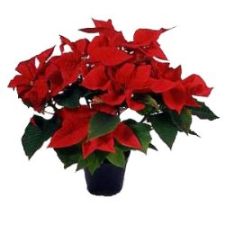 Foto Stella di natale